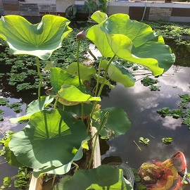 荷花2，魚塘區兩張荷花中(zhōng)第一(yī)張删掉，第二張變第一(yī)張，這張是第二張.jpg